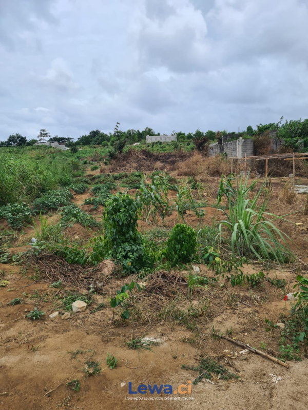 Image principale du bien : VENTE DE TERRAINS A SONGON GRAVIER
