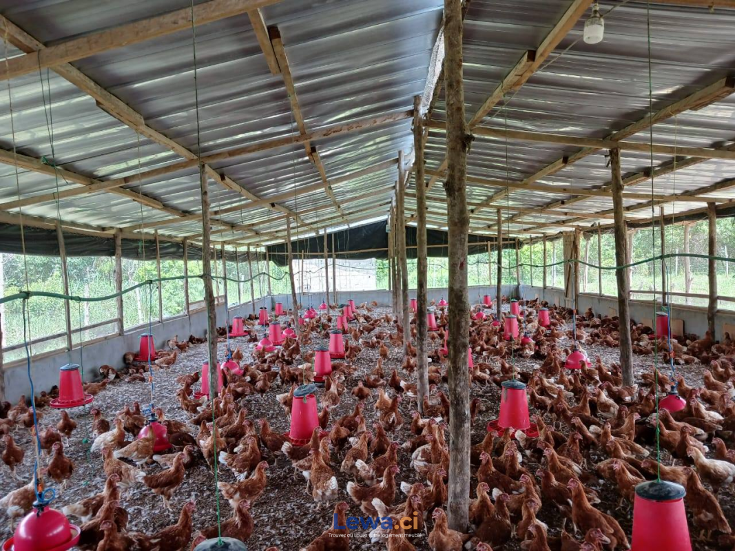 Image principale du bien : FERME AGRICOLE EN VENTE