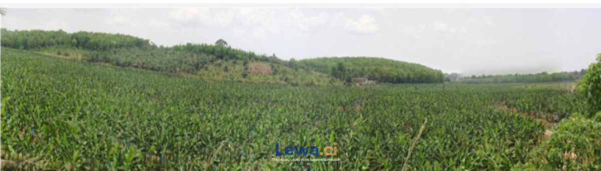 Image principale du bien : Parcelle à l’état sauvage.