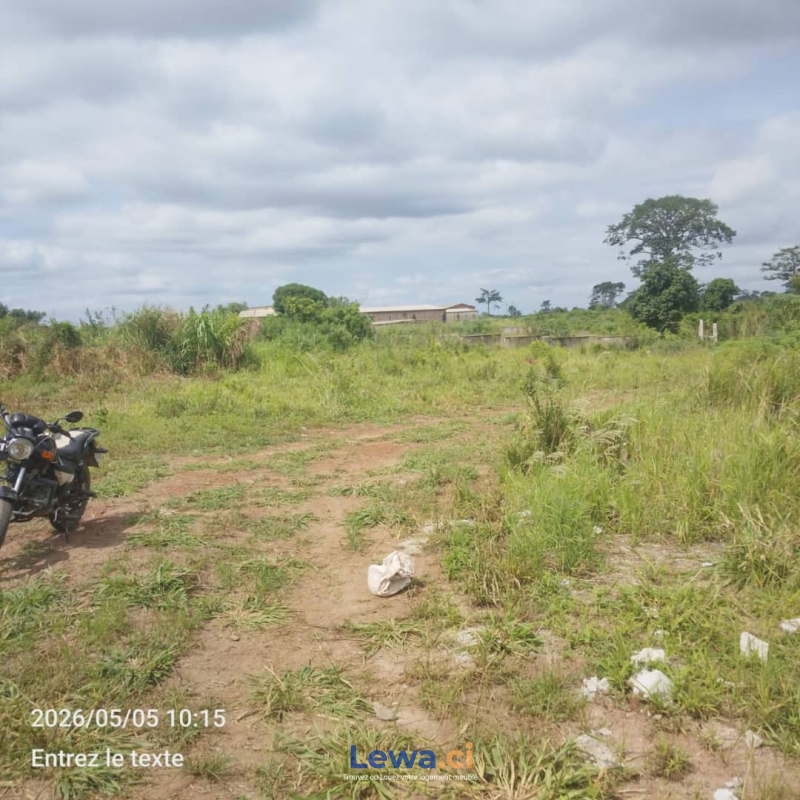 Image principale du bien : 🏡 TERRAIN À VENDRE – YAMOUSSOUKRO (ZATTA)